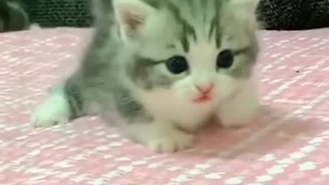 bayi kucing comel banget