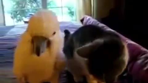 The parrot gently strokes the cat