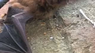 Bat Using Sound to Investigate Surroundings