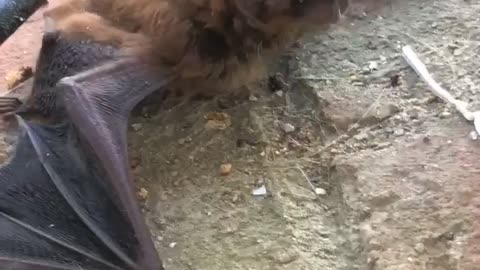 Bat Using Sound to Investigate Surroundings