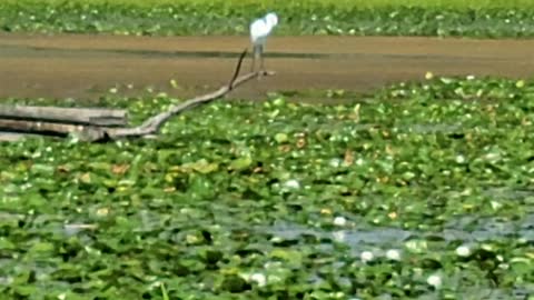 White bird at Tommy Thompson Park Toronto - Part 2