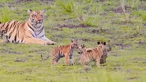 Tigers Play Time