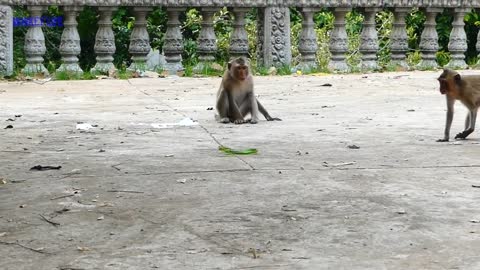 fight monkey vs Snake