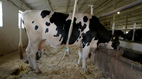 Cow with milking machine. Domestic animal in stall. Build business on selling milk