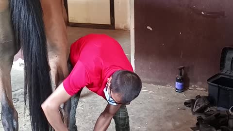 Phil gives a SADDLING UP demo for racing using our superstar TOP V as the demo 🐎