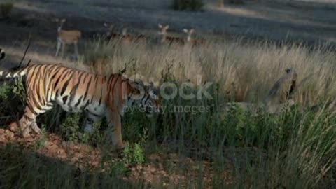 Beautiful bengal tiger trying to hunt a spotted deer in slow motion