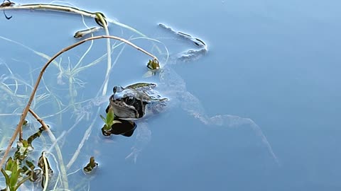 Brown frog calling for a mate