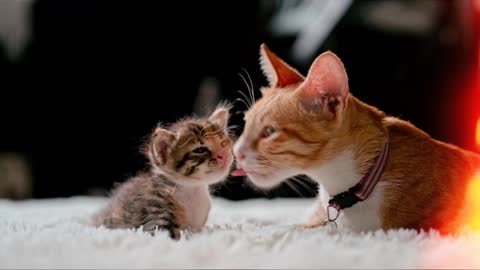 Mother cat loving kitten