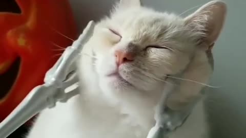 Cat enjoying weird therapy