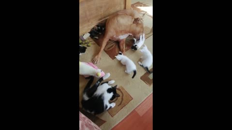 ADORABLE DOG PLAYING WITH KITTENS