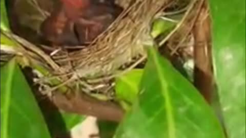 Baby birds in in nest .Baby Robins chirping for food