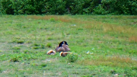 Canada Goose Family