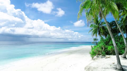 White sand beach and palm trees