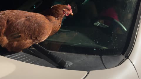 Chicken Rides on Windshield Wipers