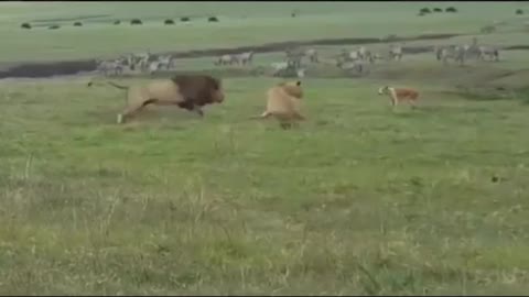 Dog fights off lions