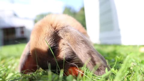 Rabbit eating a carrot on the grass,,,