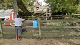 Spencer seeing sheep at Harbes Farm - VID_20200928_131348