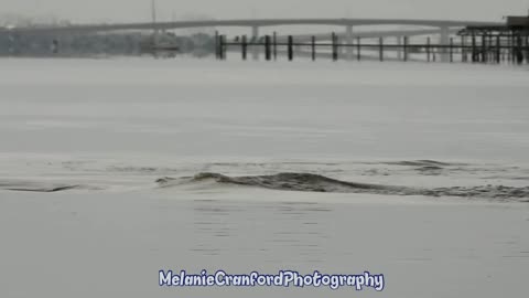 Wild River Dolphin Hunting