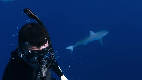 Shark on The ocean (tubarão no mar)