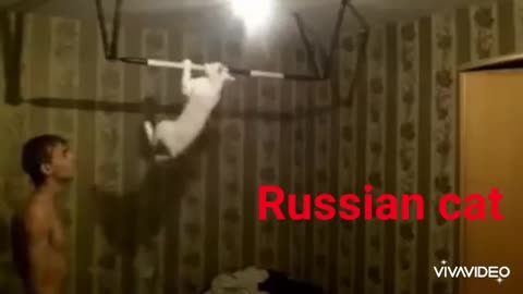 French cat vs Russian cat HAHAHAHAHAHA