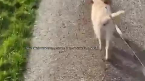 The Best Funny Cute and Doge Compilation #31