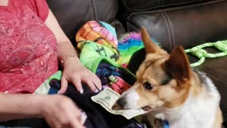 Payday for the dog