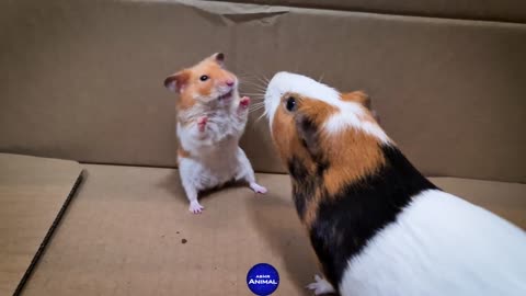 Cute Hamster meets Guinea Pig