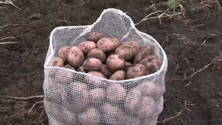 Campesinos y cultivadores protestan en Bogotá por crisis del sector agro