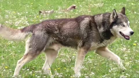 Dog doing a roll