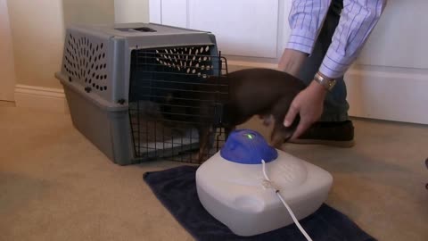 Nzymes Healthy Respiratory Program for Pets