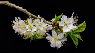 Watch a cherry flower blossoms slowly