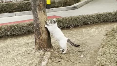 A street cat scratching a tree