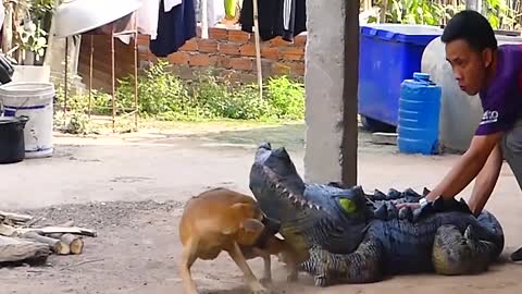 Crocodile Prank Vs Dog - Funny Videos