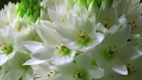 Beautiful Flower / Nature Video / Flower blooming