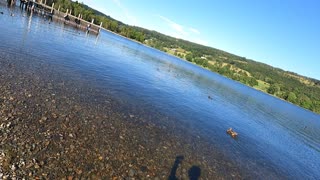 Coniston Lake . Some ducks and ducklings