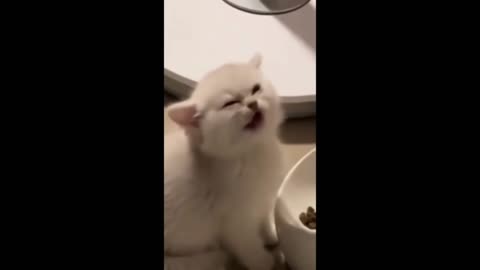 Funny cats hilarious compilation