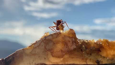 Leafcutter ants accelerate the cutting and transport