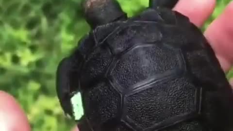 Turtle with melanism.