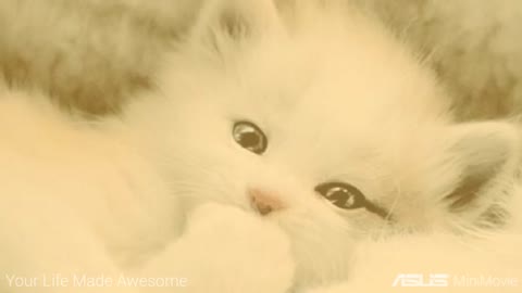 Amazing Cute & Funny Cats