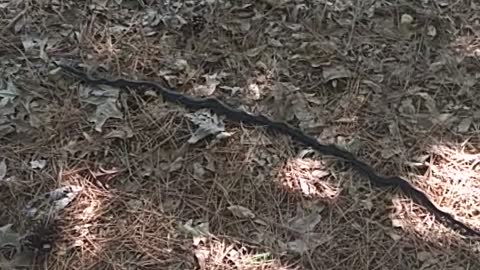 Rat Snake interaction, picked up and moved.