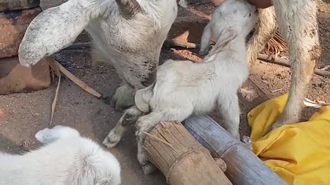 Goat and children