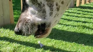 Great Dane eats turkey neck. ASMR! crunchy and guey!!