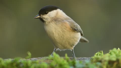 tit-bird-the-manger-food-winter