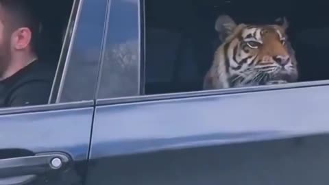 Attitude Tiger In Car