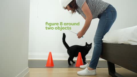 30 Tricks To Teach Your Cat