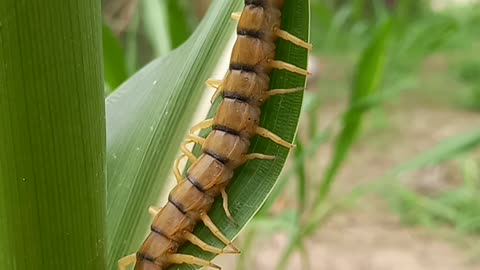 Watch a forty-four-legged insect from nature.