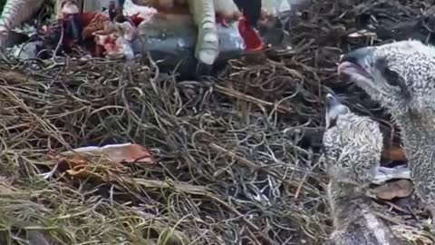 #Shorts #EagleHunting Eagles Live Feeding Baby||Eagle Hunting Fish Live🔥❣️😻