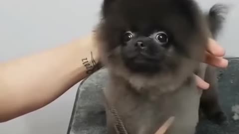 Dog that loves getting his hair cut.