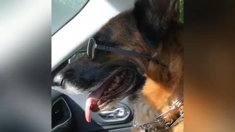 German Shepherd wearing sunglasses and taken for a ride