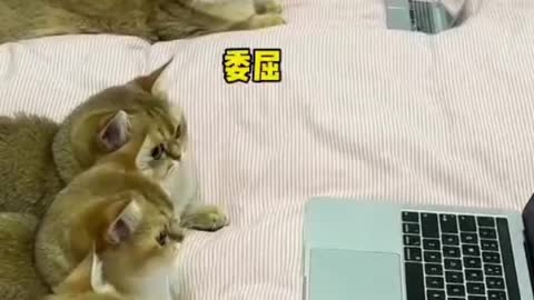 Funny Dog and Cat Video Will & Make You Laugh Out Loud ？#9